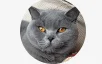 David the british shorthair ca